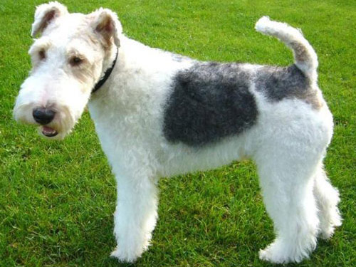 Fox Terrier  Wire dog pictures