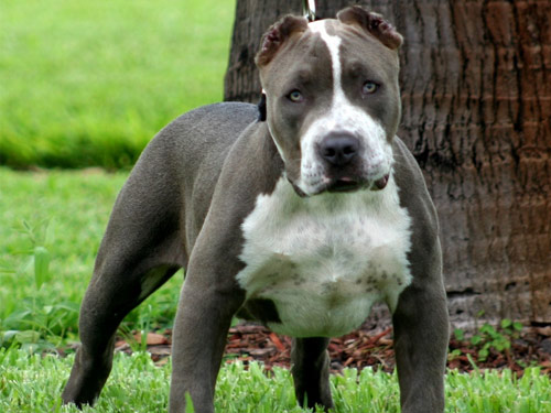 American Bully dog pictures