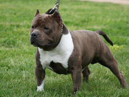 American Bully dog pictures