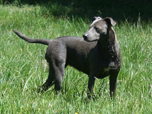 Blue Lacy dog