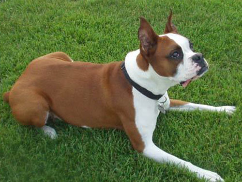 Boxer  dog pictures