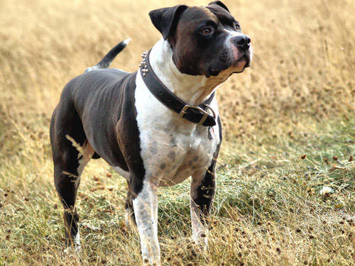 Bull And Terrier  dog pictures
