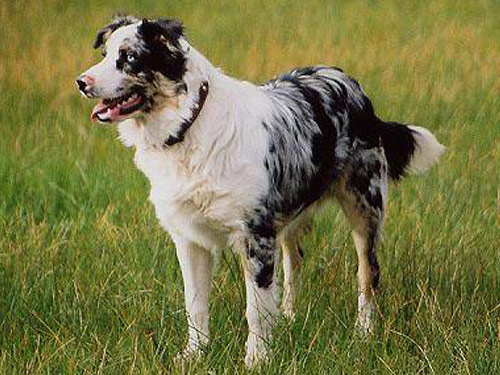 German Coolie dog