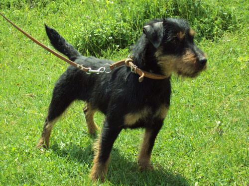 German Hunt Terrier dog