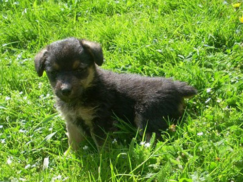 German Hunt Terrier dog pictures