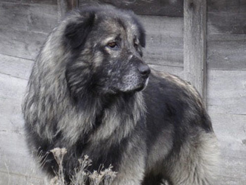 Illyrian Sheepdog dog