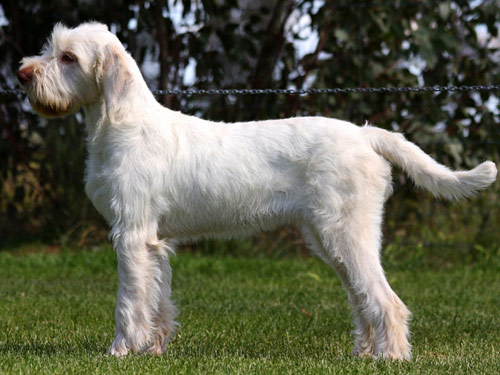 Italian Spinone dog pictures