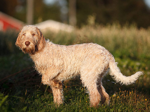 Italian Spinone dog pictures