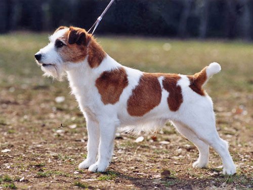 Jack Russell Terrier dog