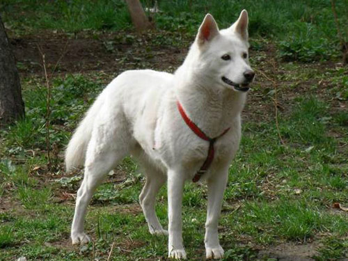 Jindo dog pictures