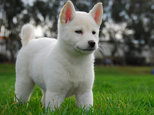 Jindo dog pictures
