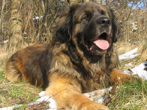 Leonberger dog pictures