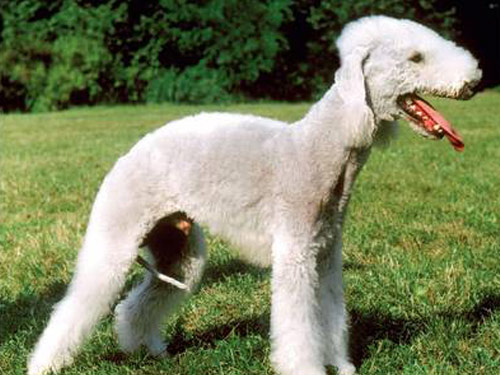 Bedlington Terrier dog pictures