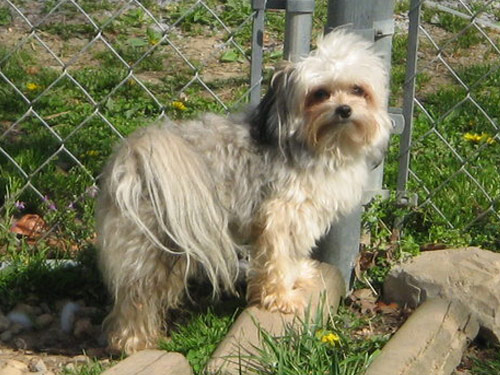 Malti Pom - Maltipom dog pictures