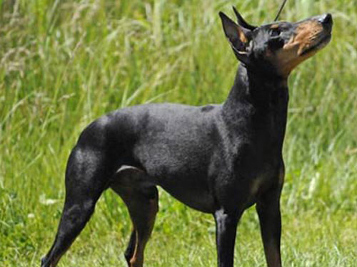 Manchester Terrier  Toy dog