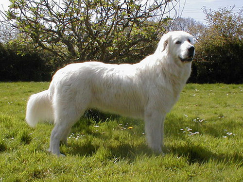 Maremma Sheepdog dog