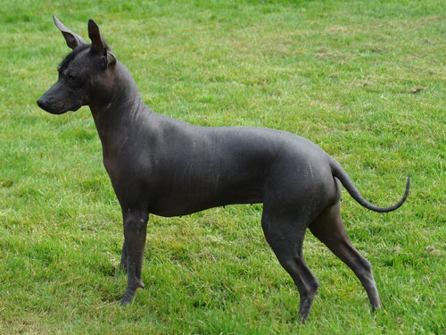 Mexican Hairless  dog