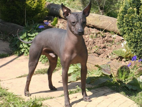 Mexican Hairless  dog pictures