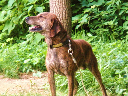 Mountain Cur dog pictures