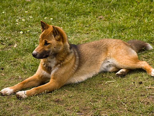 New Guinea Singing  dog pictures