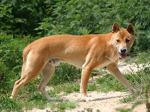 New Guinea Singing  dog pictures