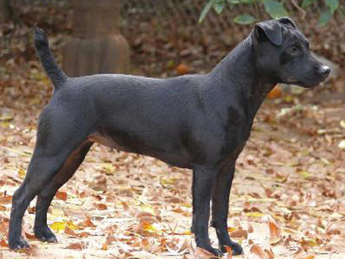 Patterdale Terrier (Fell Terrier) dog