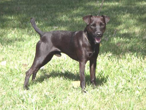 Patterdale Terrier (Fell Terrier) dog pictures