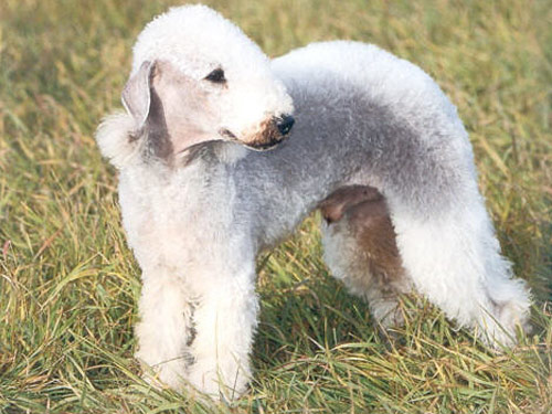 Bedlington Terrier dog pictures