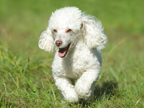 Poodle  Toy dog pictures