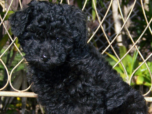 Poodle, Miniature dog