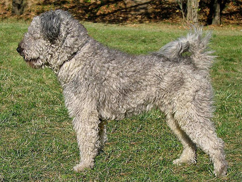 Pumi dog pictures