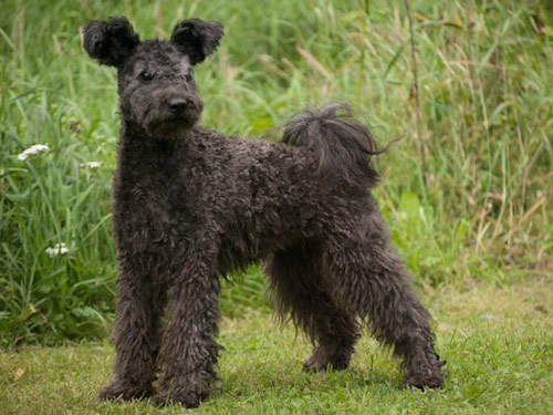 Pumi dog pictures