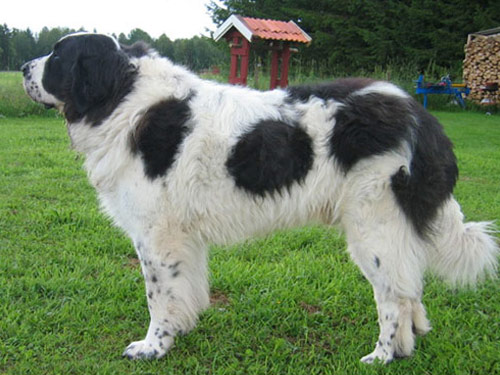 Pyrenean Mastiff dog