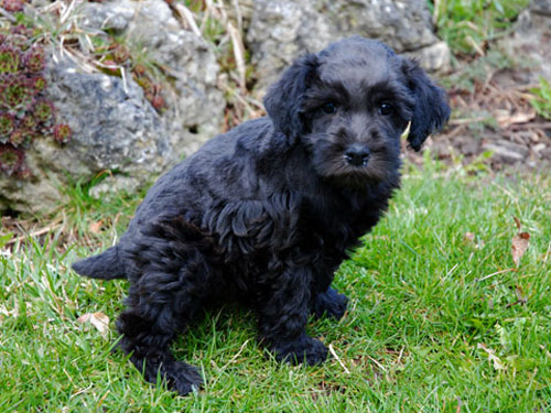 Schnoodle dog pictures