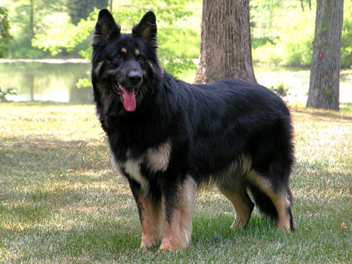 Shiloh Shepherd dog