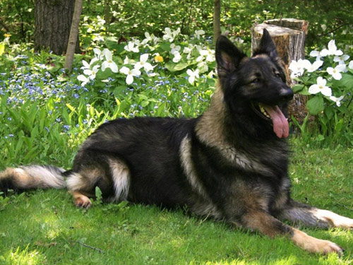 Shiloh Shepherd dog pictures