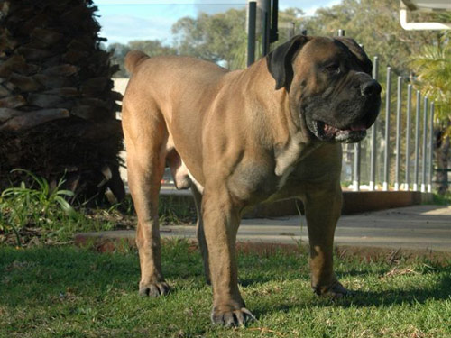 South African Boerboel dog