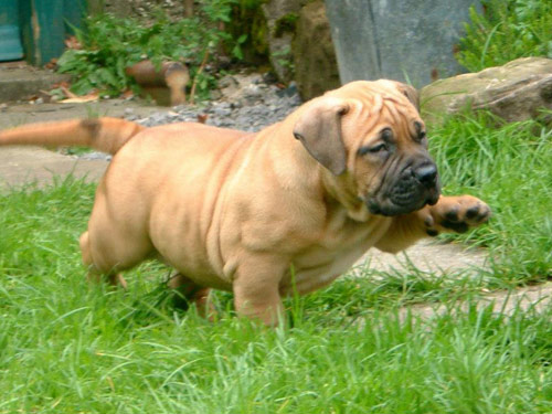 South African Boerboel dog pictures