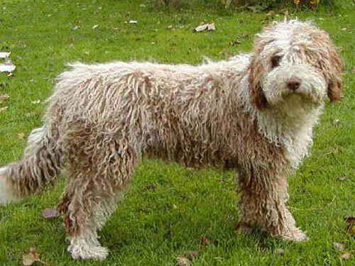 Spanish Water  dog pictures