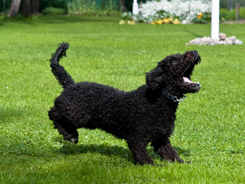 Spanish Water  dog pictures
