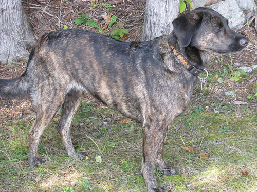 Treeing Tennessee Brindle dog pictures