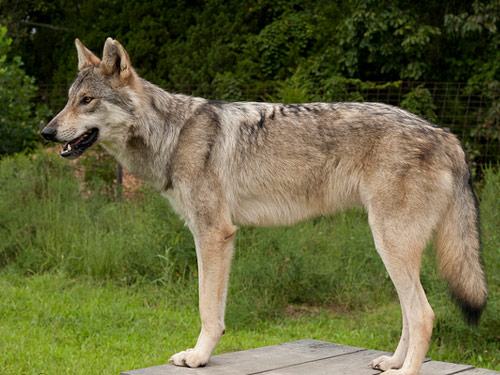 Wolf Hybrid dog pictures