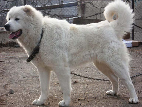 Georgian Mountain  dog