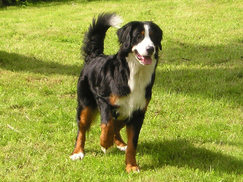 Bernese Mountain  dog pictures
