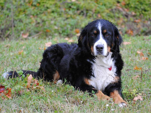 Bernese Mountain  dog pictures