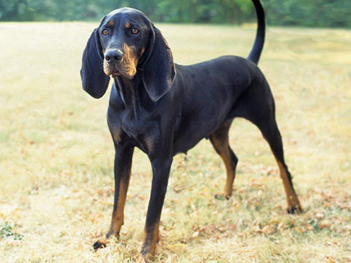 Black and Tan Coonhound dog