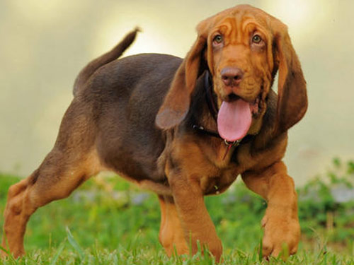 Bloodhound dog pictures
