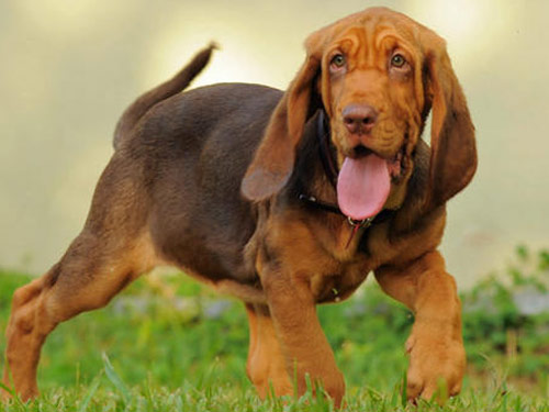 Bloodhound races de chien