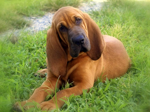 Bloodhound dog pictures