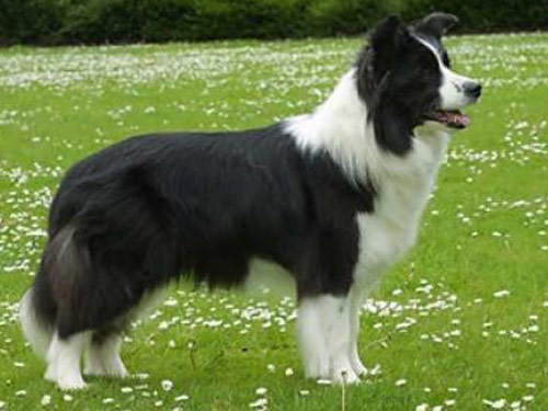 Border Collie dog pictures